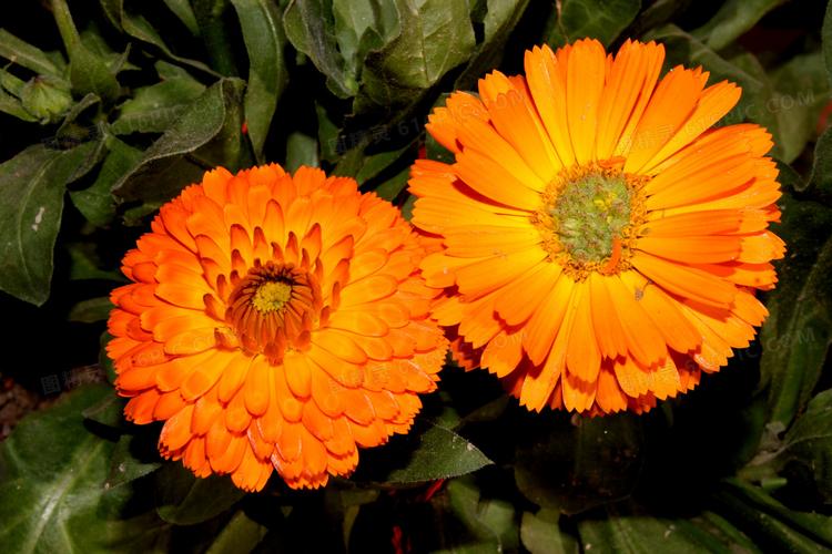 橙色花朵绽放图片