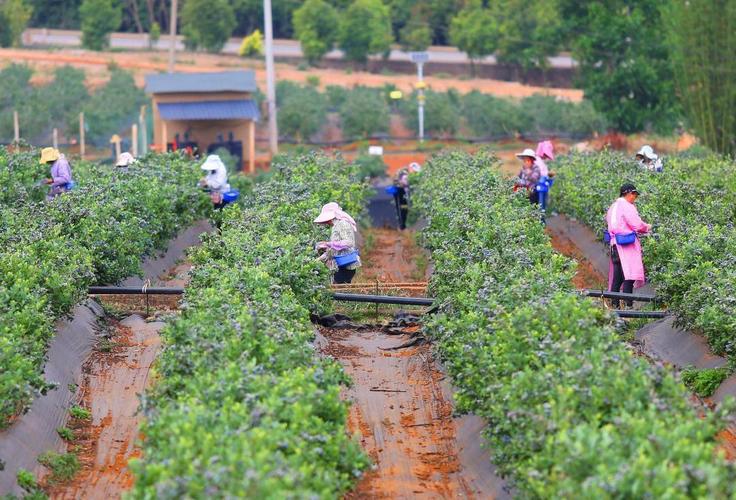 4月11日村民在云南省澄江市龙街镇蓝莓种植基地采摘蓝莓.