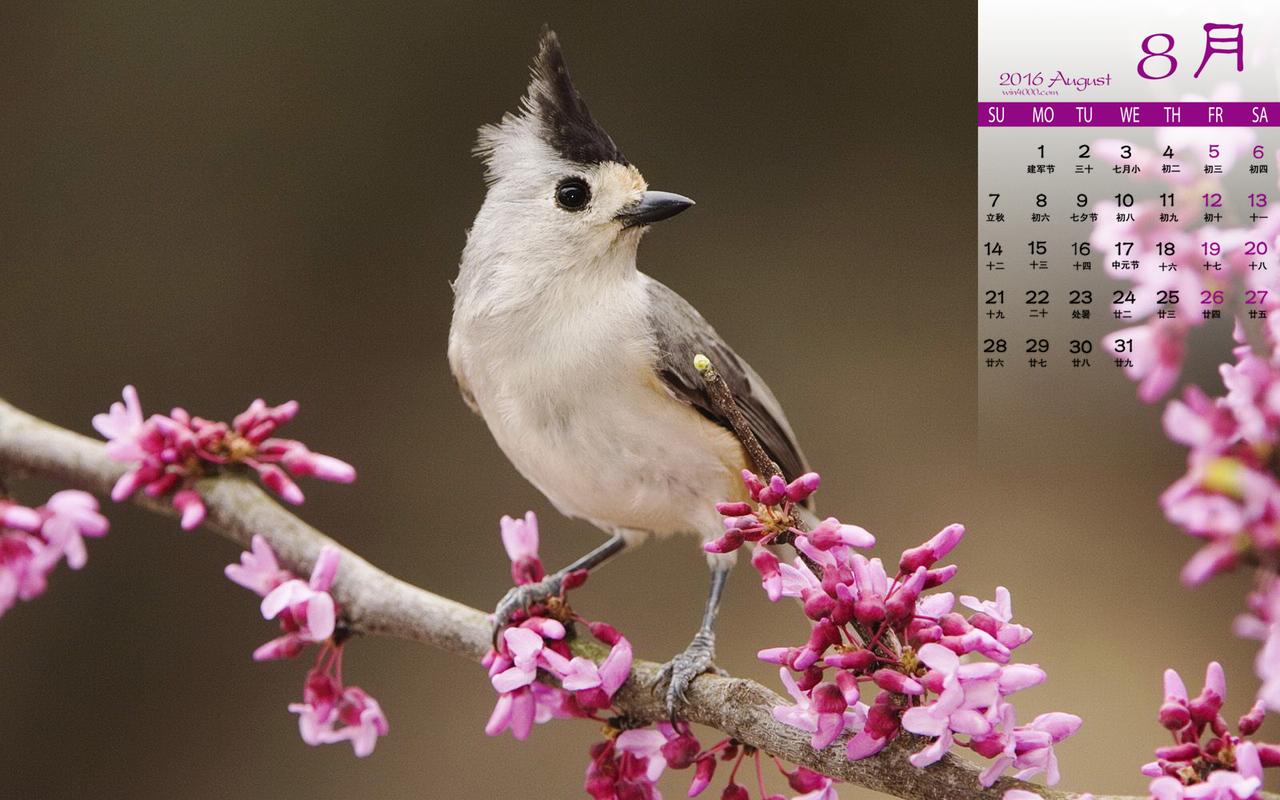 日历唯美可爱的小鸟动物风景图片电脑桌面壁纸下载