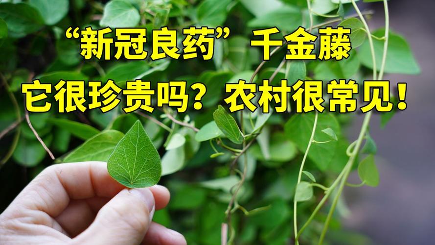 新冠良药千金藤素来源于农村很常见的植物它很珍贵吗