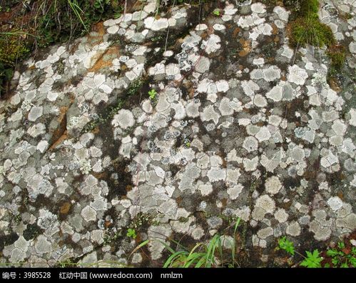 岩石上的斑花