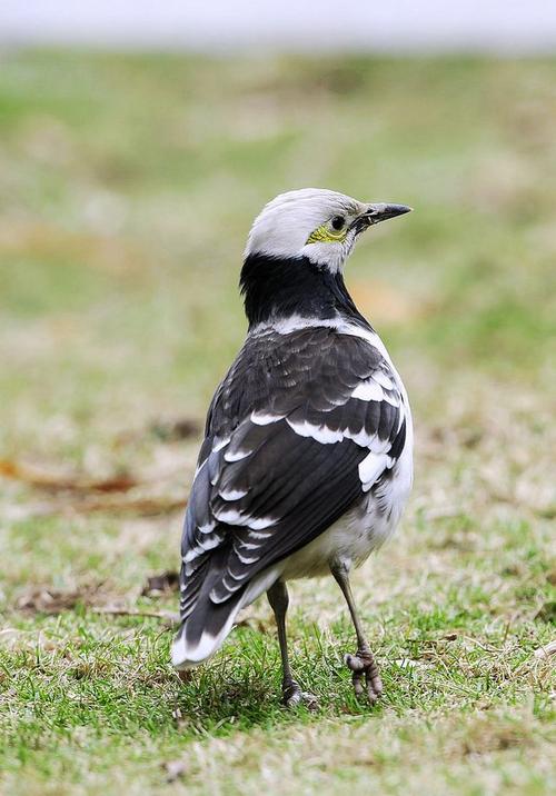 黑领椋鸟鸟纲国家三级保护动物