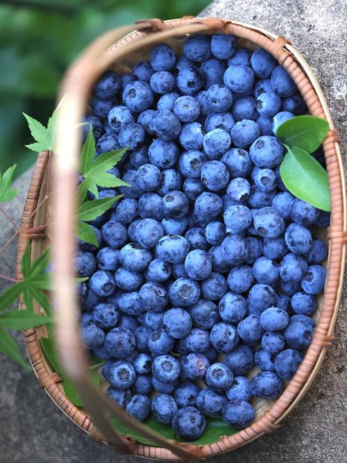 今年收获的南高蓝莓品种和口感体验