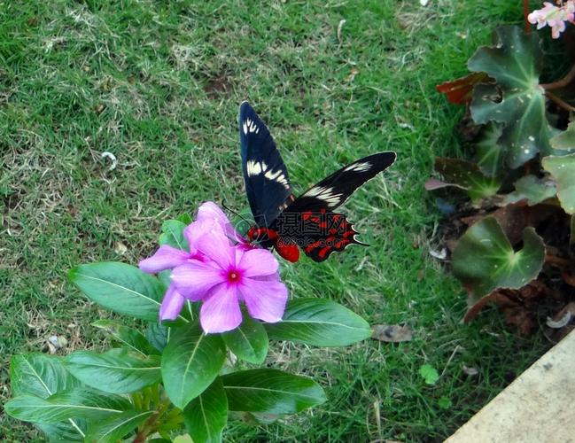花朵上的花蝴蝶
