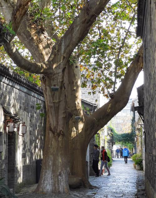 南京老门东深巷的梧桐树