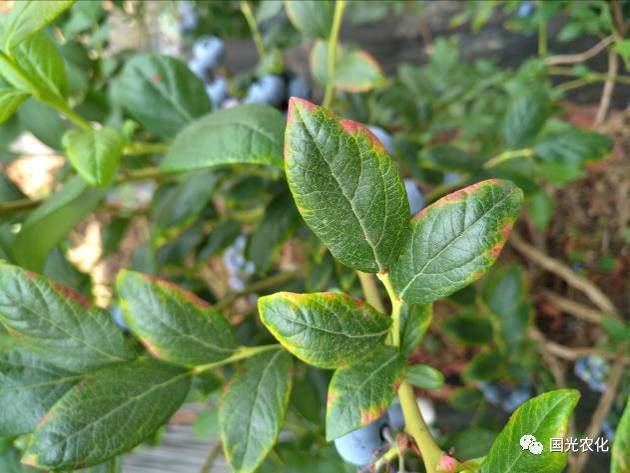 技术蓝莓常见叶部问题诊断及防治方法