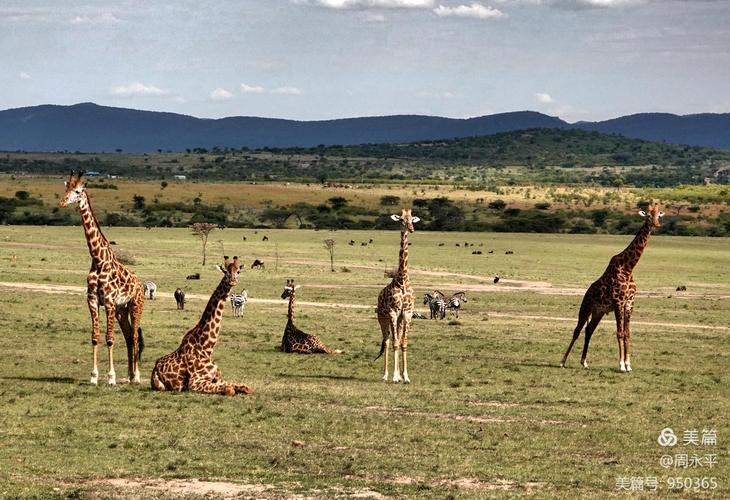 在动物王国里原野寻踪肯尼亚之行