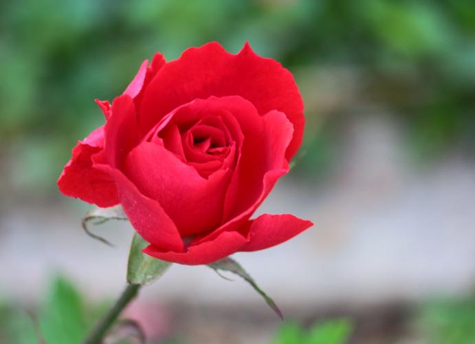献上一朵美丽的玫瑰花祝大家周末愉快