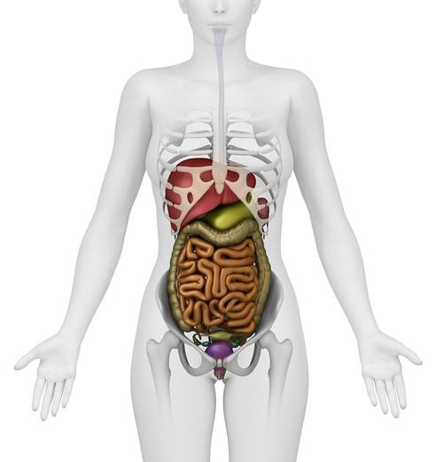女性人体内脏结构图五脏六腑高清大图片左女人体内脏结构图