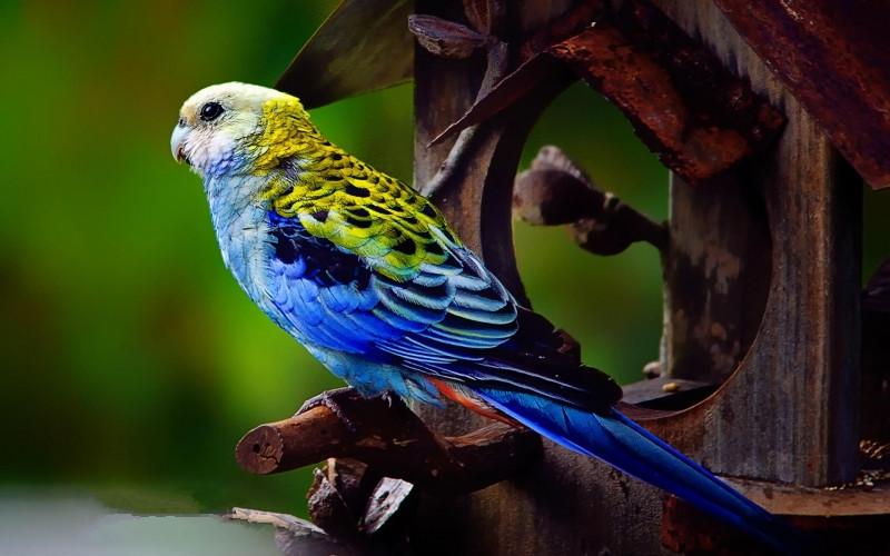彩色鸟动物素材五彩缤纷的鸟