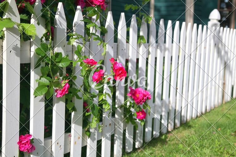 红色植物户外白色玫瑰篱笆花叶子彩色图片生长图片
