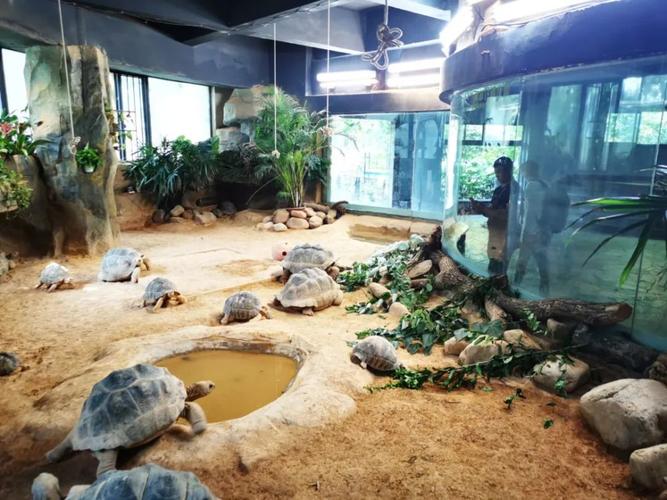 探索上海动物园拟建10000平米新场馆陆龟鳄鱼将有新家