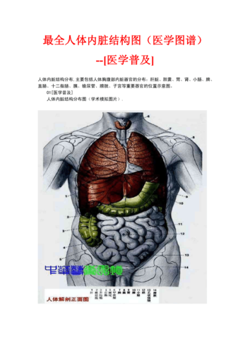 最全人体内脏结构图医学图谱