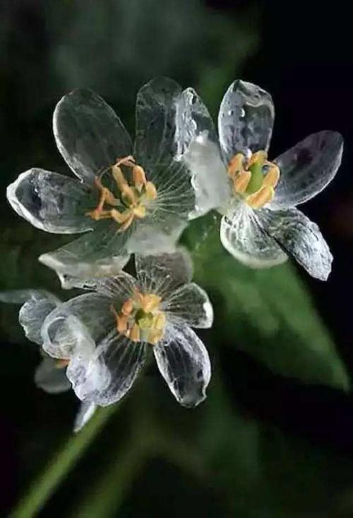 深山老林里才有的花一淋雨就变成透明水晶世所罕见