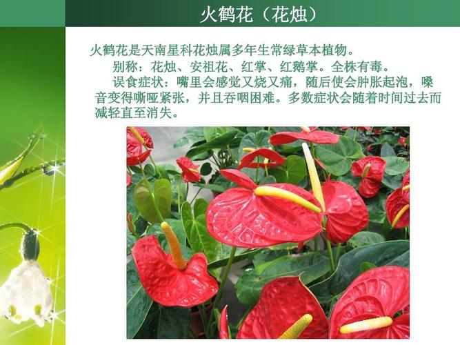 中国常见有毒花卉植物ppt
