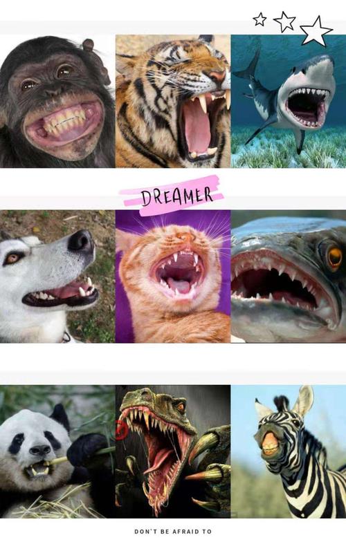 知道了牙齿为什么脱落接下来让我们看看动物的牙齿和我们有什么不同