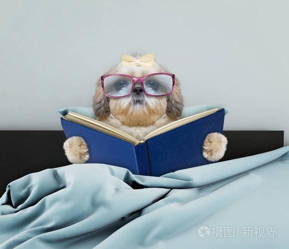可爱的狗屎动物园狗在床上看书