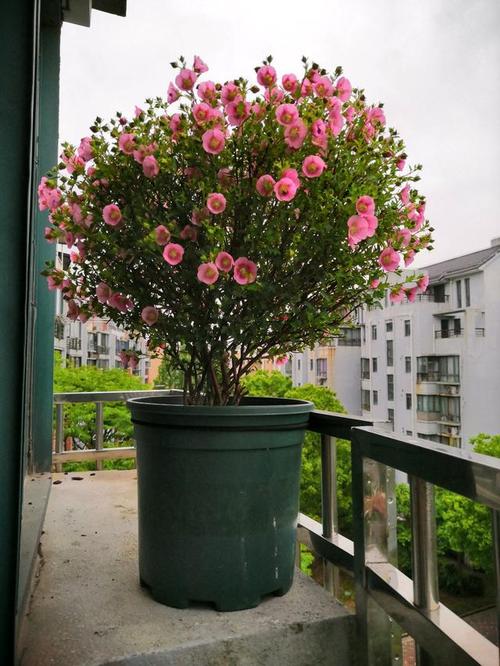 此种小型木本植物能花开一整年种植养护容易很适合阳台盆栽