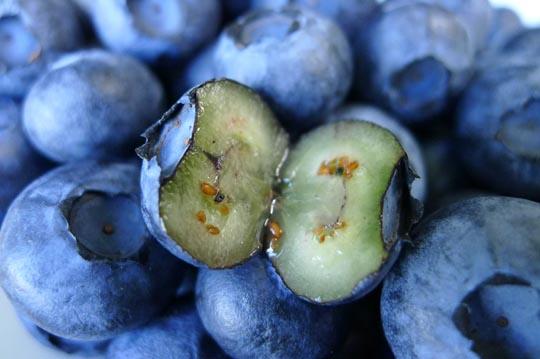 蓝莓可以说是地球上最古老的水果之一新鲜的蓝莓与加工后的蓝莓