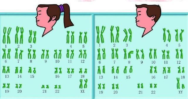 男性染色体是xy女性是xx那染色体是yy的人会是什么样子呢