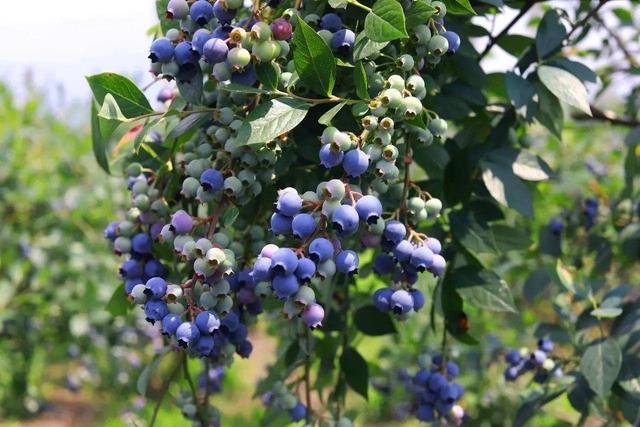 蓝莓是我们生活中比较常见的一个水果品种它又被称为是水果中的皇后