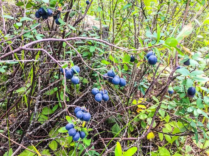 手机摄影野生蓝莓