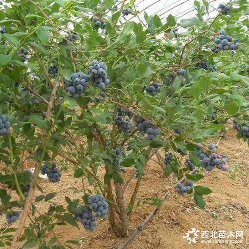 蓝莓苗基地供应地栽蓝莓苗