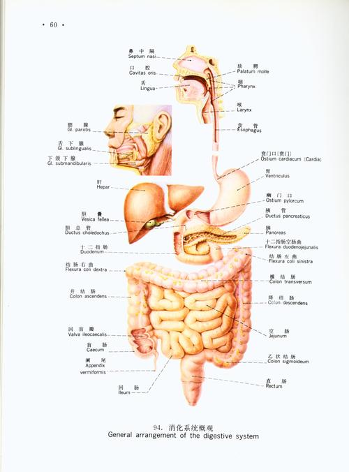 q5人体内脏图