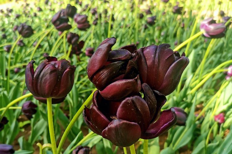 黑郁金香是百合科花卉郁金香的其中一种花色由新加坡理工学院生物