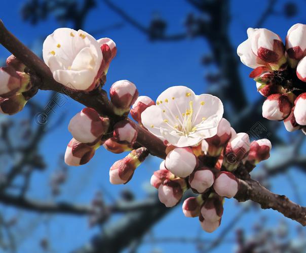 有杏树发芽的花的春天开花作为自然更新的植物的标志