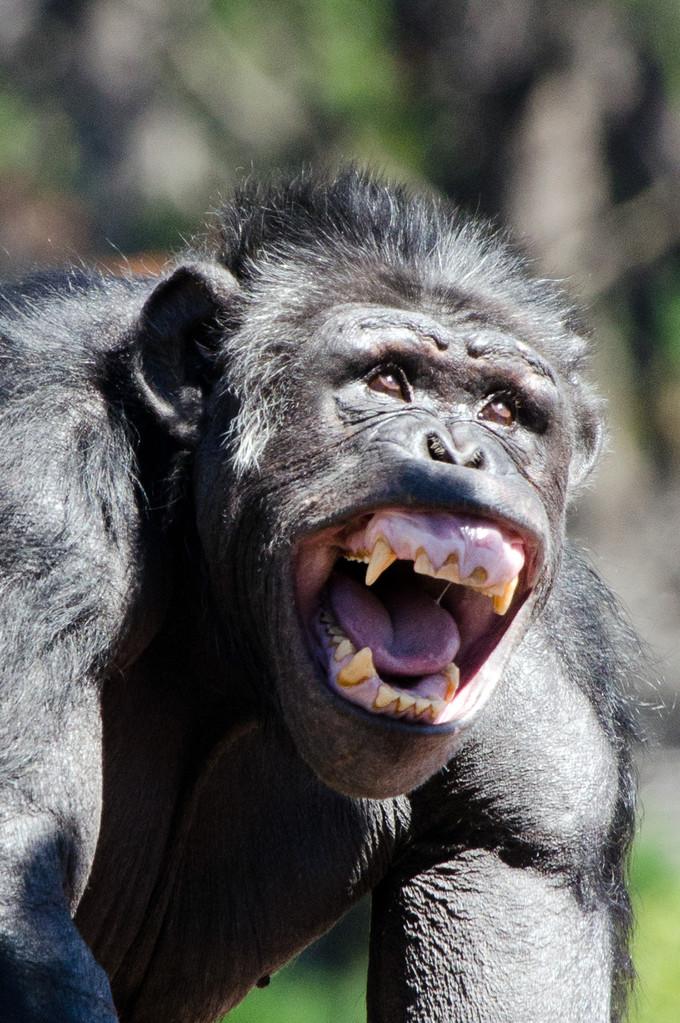 黑猩猩尖叫愤怒黑猩猩男性.