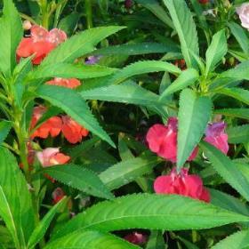 凤仙花的种植方法风仙子花的养殖方法和注意事项