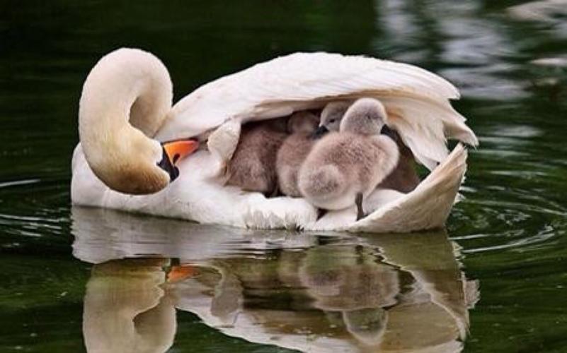 那些温暖人心的动物母子自然界母爱的伟大