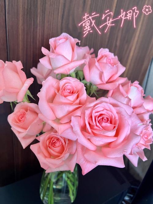 有花的日子95刚入的周花戴安娜玫瑰温柔的粉色娴静且有力量