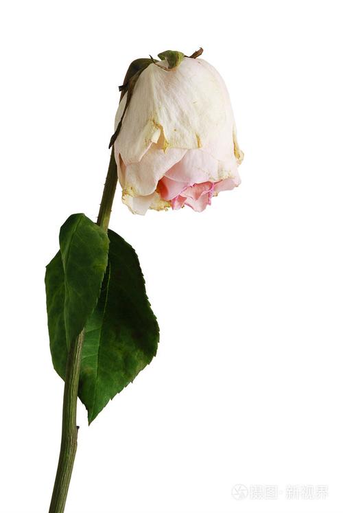 凋谢的玫瑰的淡粉色颜色与一叶