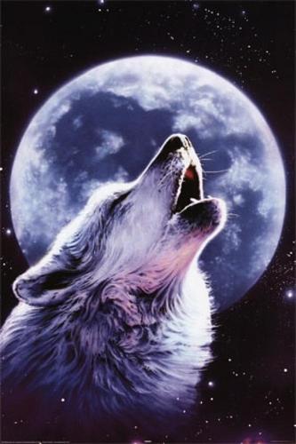 求下图的原图关于狼和月的狼啸月