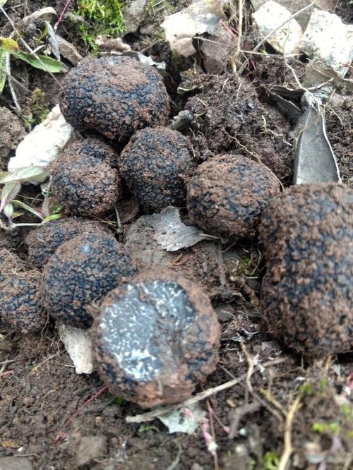 92松露truffle是一种蕈类的总称大约有10种不同的品种通常是