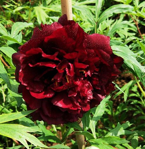 此花被称为黑牡丹属稀有品种花名黑豹.