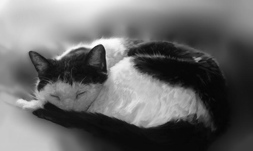家猫绘制壁纸睡觉黑白动物照片2560x1536