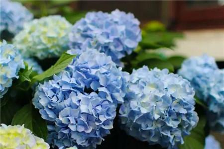 6种冰蓝花种1棵就清凉一夏