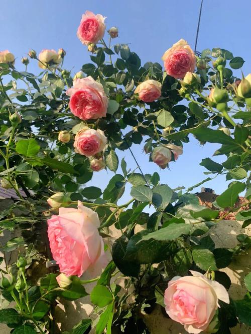 藤本月季玫瑰