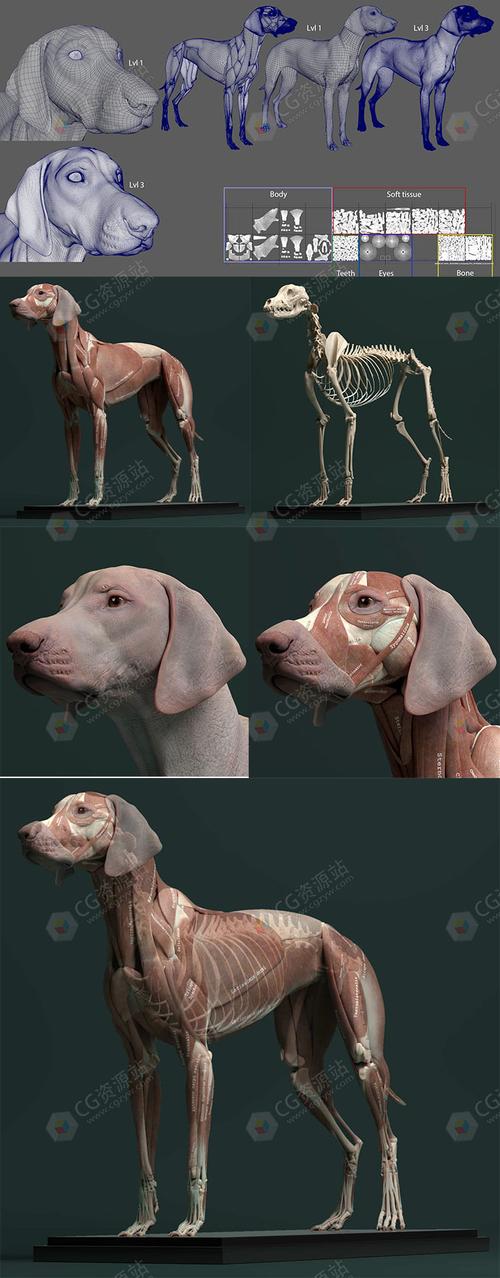 犬类动物皮肤肌肉骨骼解剖学高精度3d模型