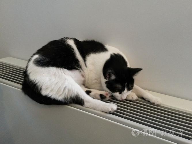 黑白猫在暖散热器上放松身心