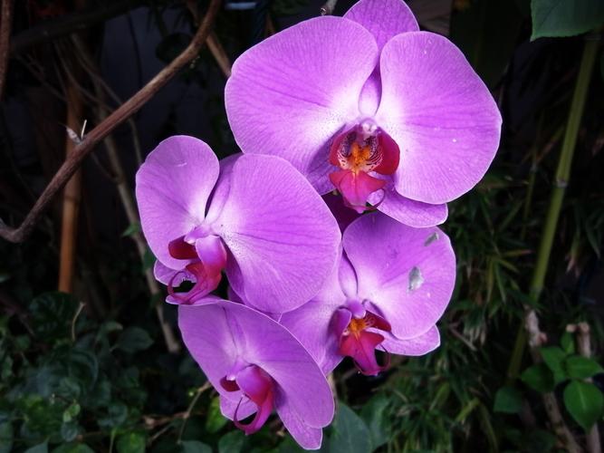 叶片宽厚质硬花朵排列整齐花型圆整花色紫红.
