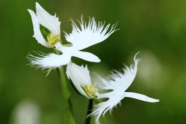 十大奇异植物中排行第三的神秘白鹭花