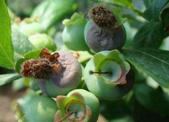 蓝莓主要病虫害及防治措施灰霉病