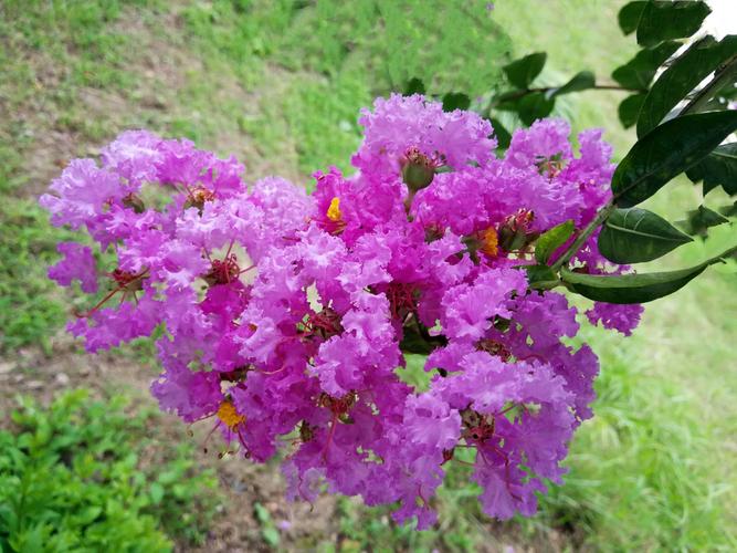 紫薇花花色艳丽花姿优美开花时一朵朵一丛丛一大簇一大簇的盛开