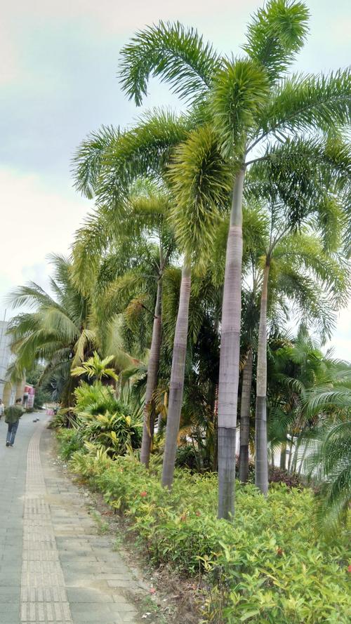 海南热带植物集锦