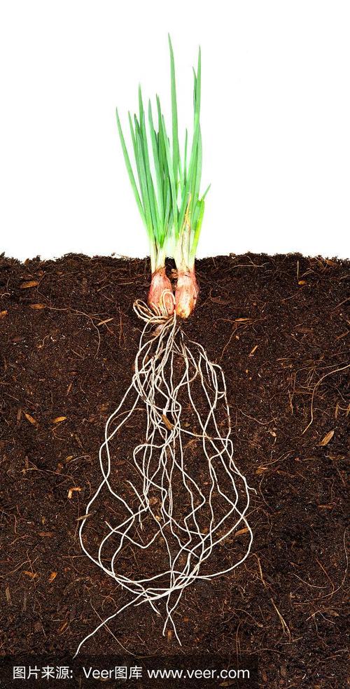 有地下根的生长植物