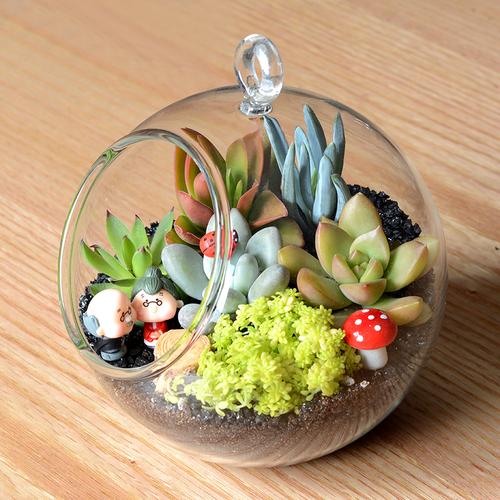 多肉植物生态瓶微景观玻璃吊瓶组合小盆盆栽多肉植物